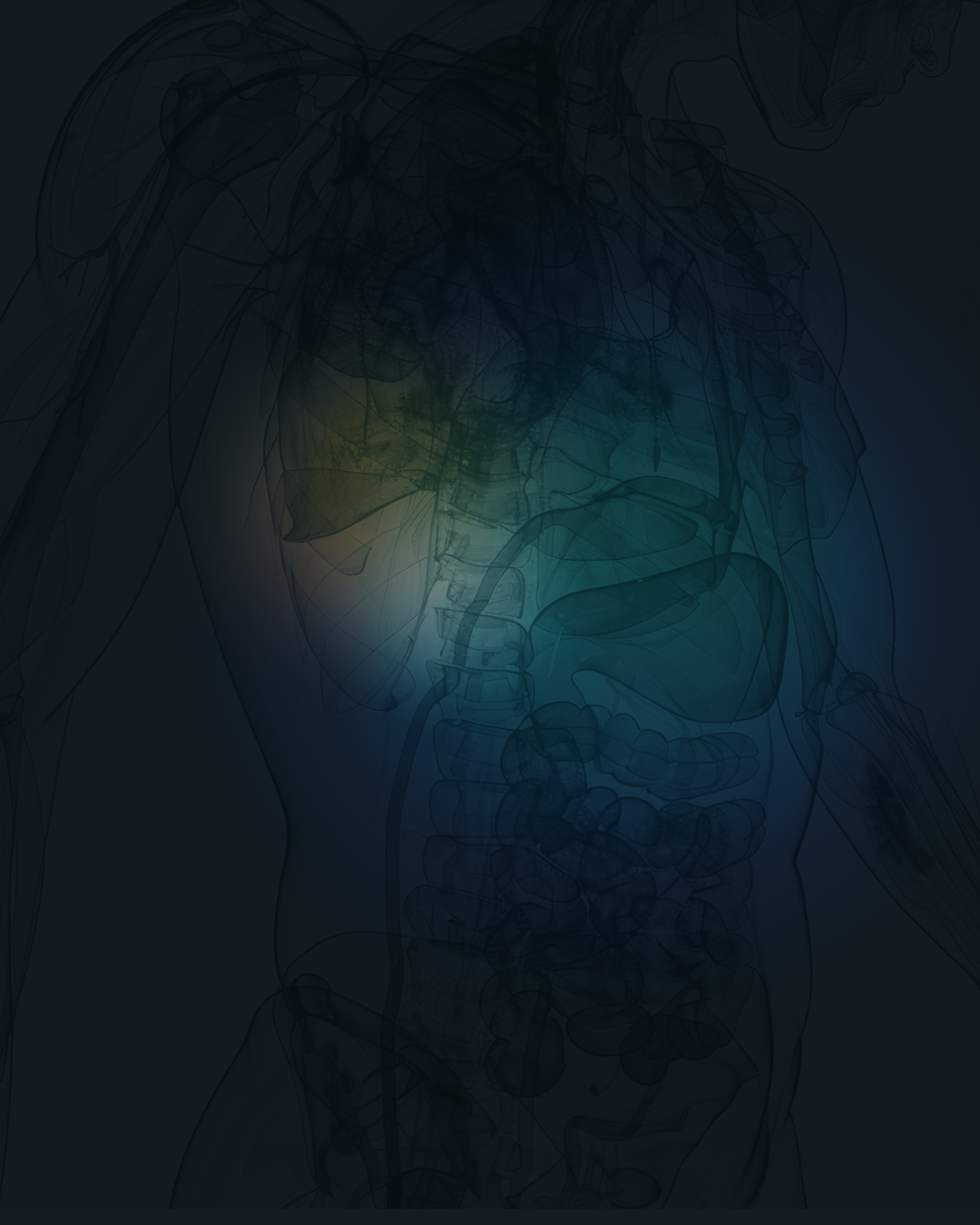 Full body anatomical imaging — areas covered by Whole Body MRI